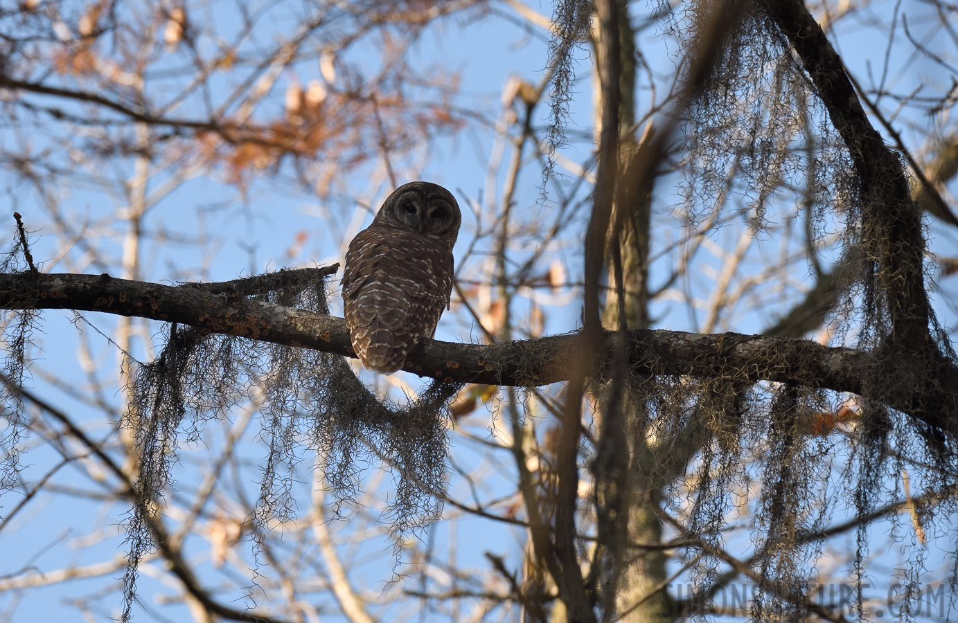 Strix varia varia [400 mm, 1/1600 sec at f / 7.1, ISO 1250]